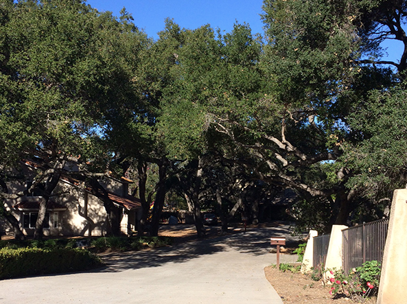 Trees And The Value Of Your Home - Bob Loft the Tree Trimmer