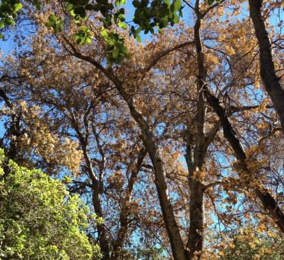 Help Protect Our Beautiful Oaks - Bob Loft the Tree Trimmer