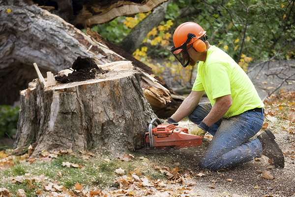 Arborist cutting a stump
