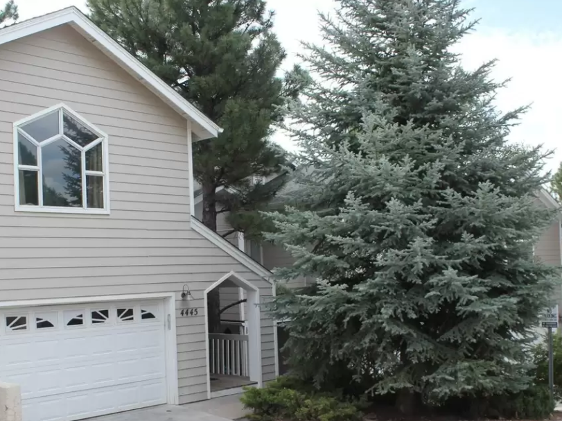 Blue spruce in front of a house