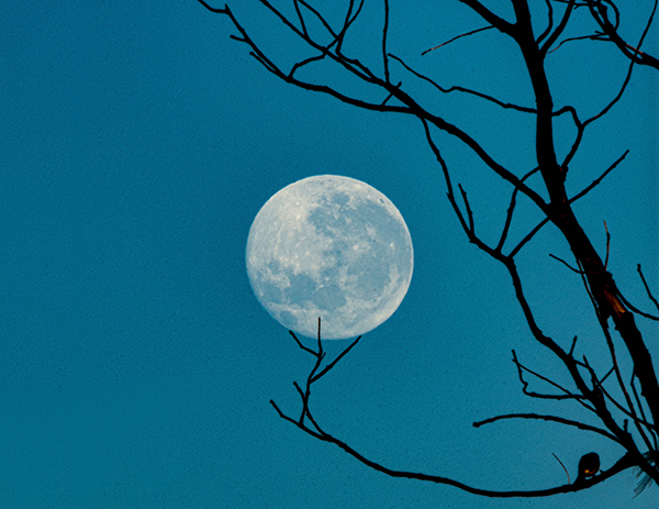 A tree in winter with a moon