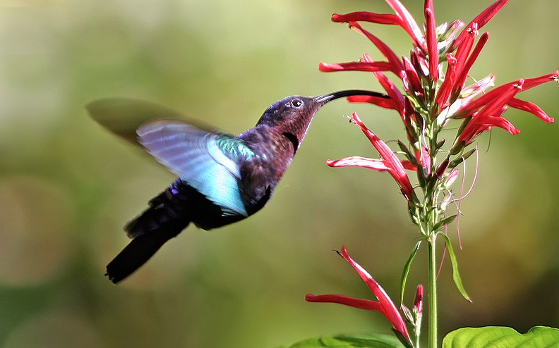 A hummingbird dining on a flower